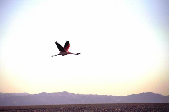 Flamingo sobrevoa a Laguna Chaxa, no deserto do Atacama - Chile